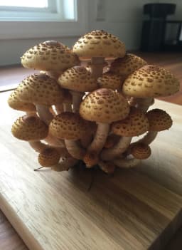 Chestnut mushrooms used for species cultivation comparison