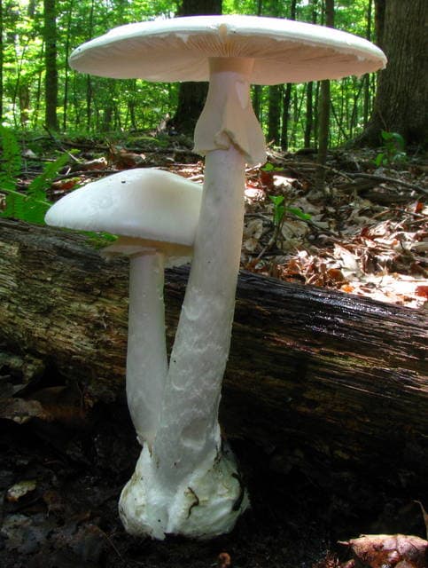 Destroying angel mushroom (Amanita bisporigera) entirely white with free gills, membranous ring, and bulbous volva base