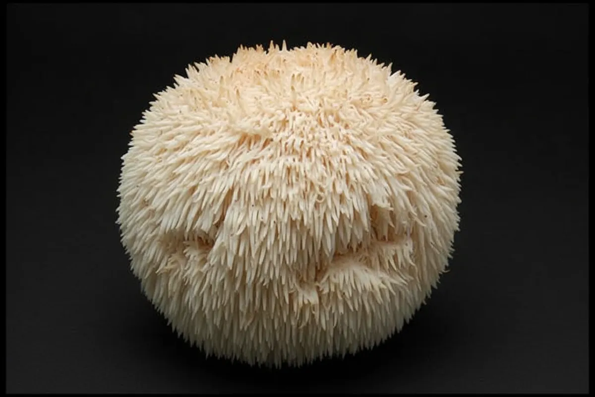 Lion's mane mushroom closeup showing cascading teeth at ideal harvest length