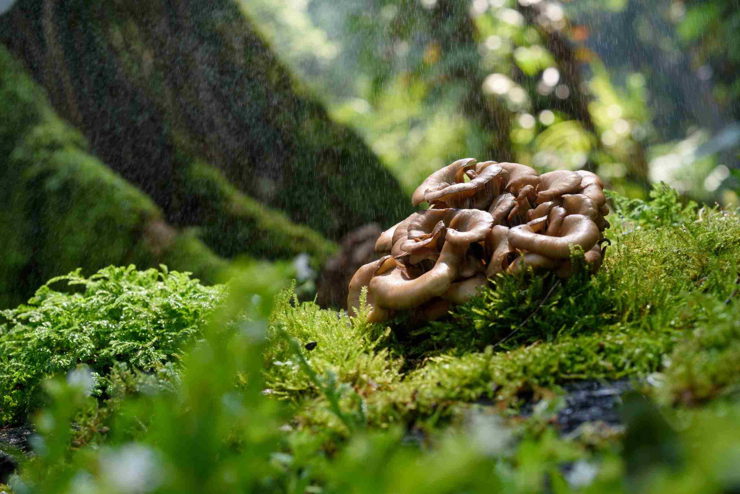 Grifola frondosa maitake hen of the woods mushroom with overlapping grey-brown rosette caps