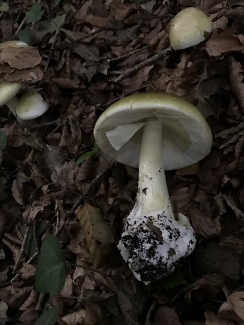 Amanita phalloides death cap mushroom showing its greenish-yellow cap, white gills, and sack-like volva at the base — Mushroom Observer (CC-BY)