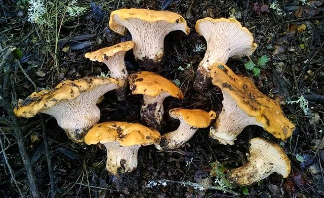 Cantharellus californicus, California's endemic winter-fruiting golden chanterelle found under coast live oak — Mushroom Observer (CC-BY)