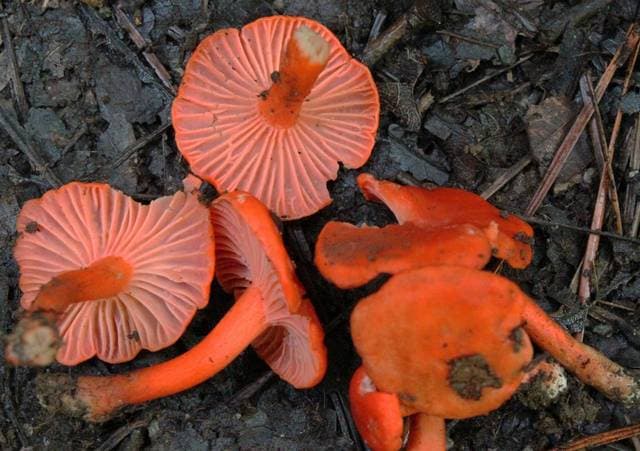 Cantharellus cinnabarinus, the vivid reddish-orange cinnabar chanterelle found in Eastern US hardwood forests — Mushroom Observer (CC-BY)