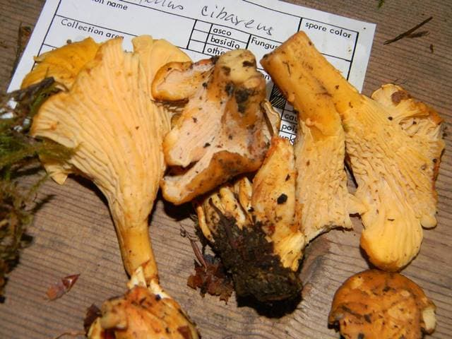 Cantharellus formosus golden chanterelles collected in the Pacific Northwest showing characteristic pale cap and pinkish false gills — Mushroom Observer (CC-BY)
