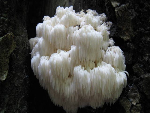 Hericium americanum bear's head tooth fungus with branching structure and long hanging spines on a hardwood tree — Mushroom Observer (CC-BY)