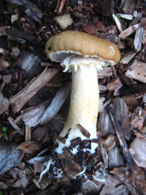 Stropharia rugosoannulata wine cap mushroom with burgundy-red cap and distinctive corrugated ring on the stem — Mushroom Observer (CC-BY)