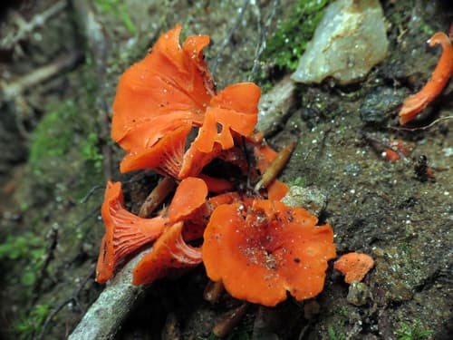 Red chanterelle variety showing the small funnel-shaped cap with bright colored stem typical of chanterelle relatives