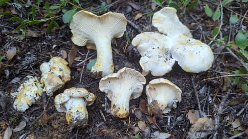 White chanterelle (Cantharellus subalbidus) with creamy pale buff cap and blunt forking ridges underneath