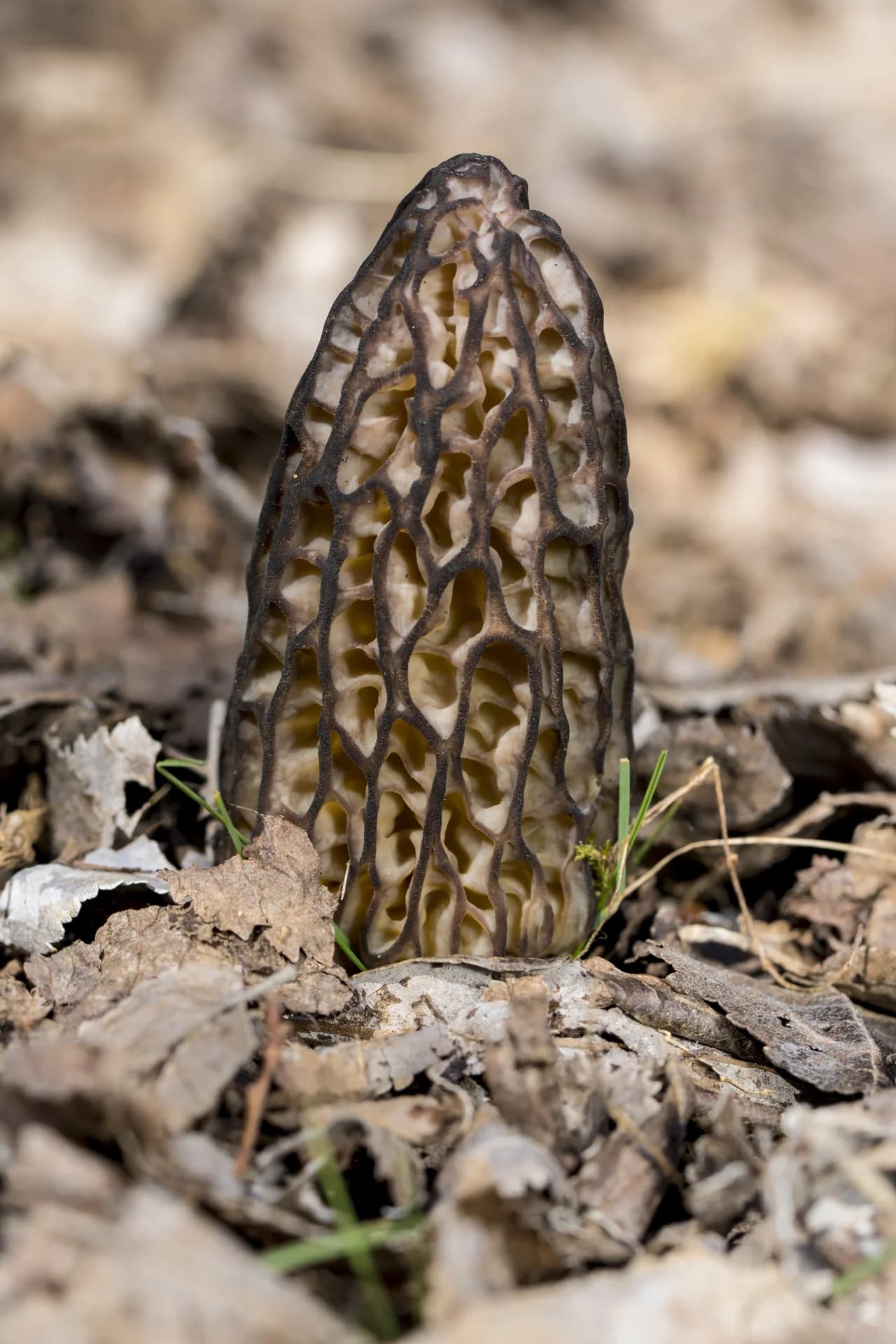 Person foraging for morel mushrooms in a spring woodland showing the typical habitat where morels are found