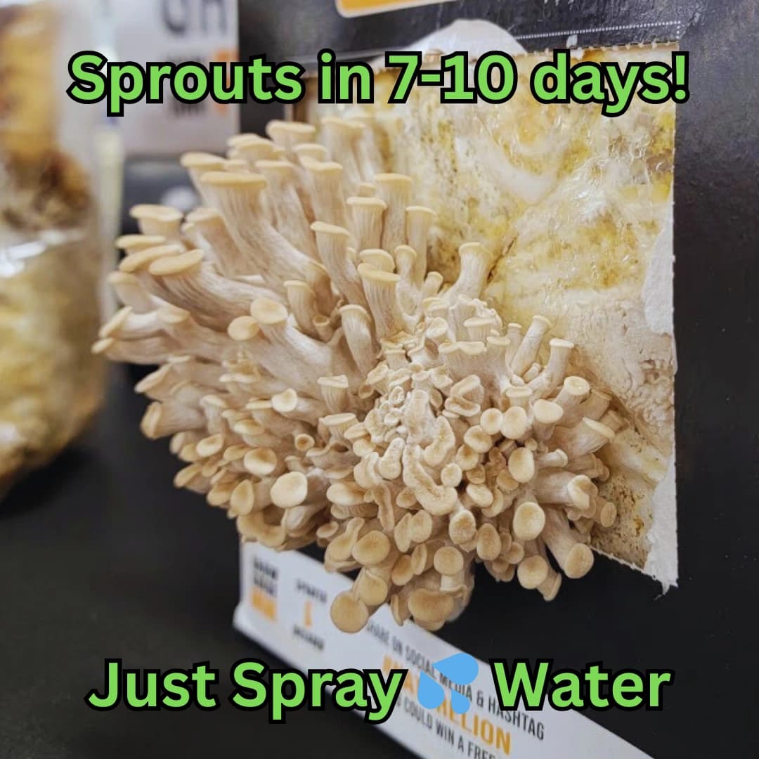 Oyster mushrooms growing outdoors in a backyard garden setting with lush clusters fruiting from a substrate block