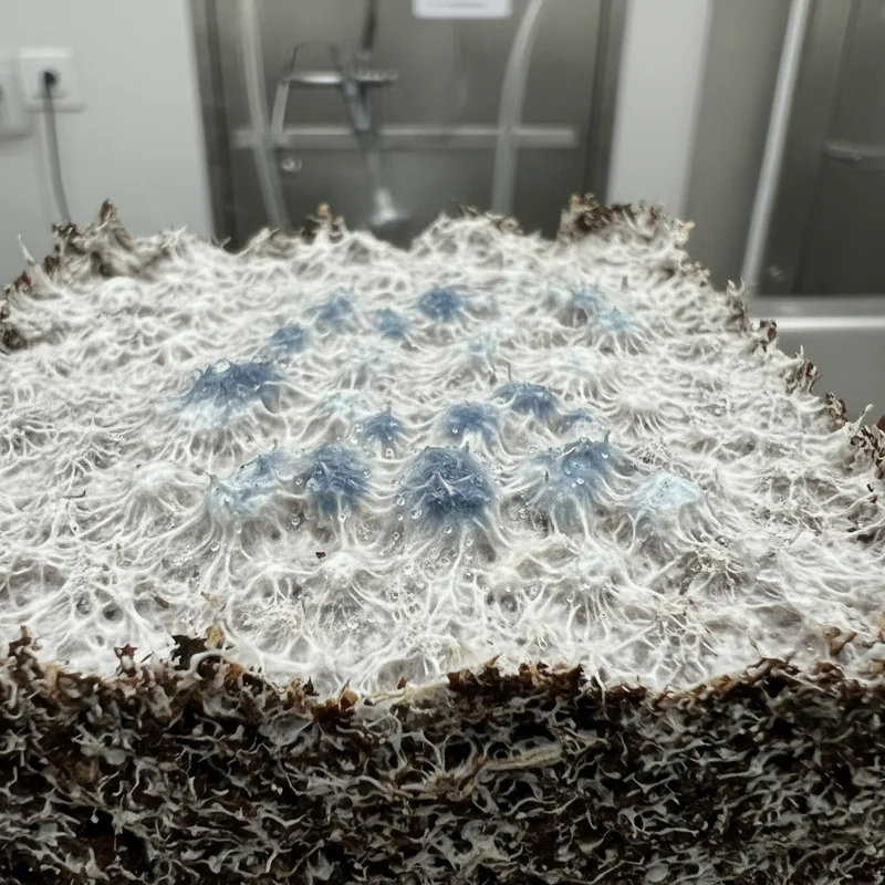 Blue bruising on mushroom mycelium caused by physical contact, showing normal oxidation reaction distinct from mold