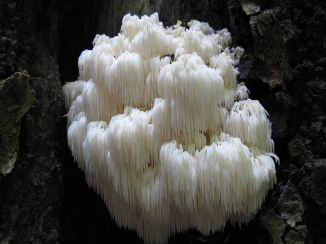 Hericium americanum bear's head tooth mushroom showing cascading branching white spines on a hardwood substrate