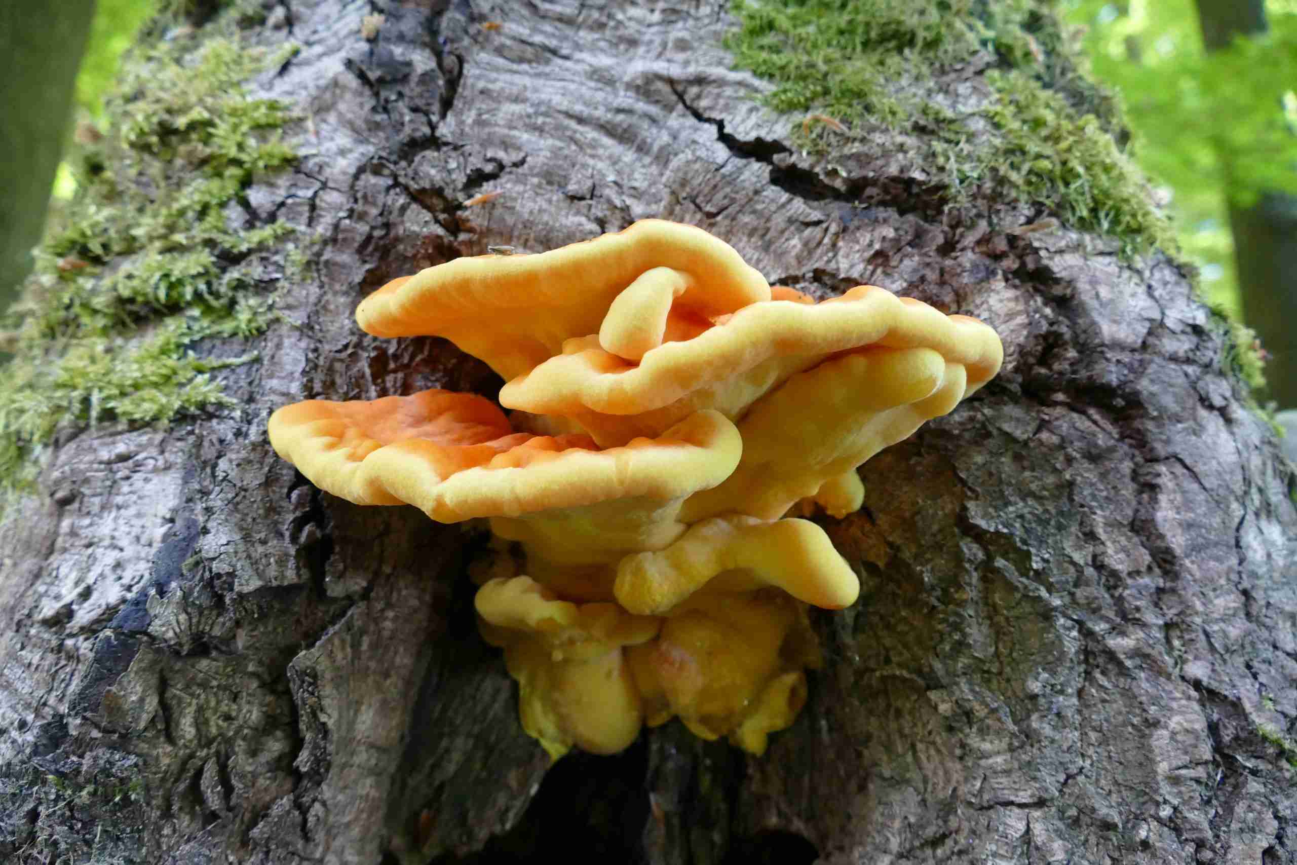 Bright orange and yellow chicken of the woods (Laetiporus sulphureus) shelf brackets growing on a hardwood tree trunk