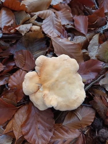 Hedgehog mushroom (Hydnum repandum) with pale orange cap and distinctive tooth-like spines underneath instead of gills