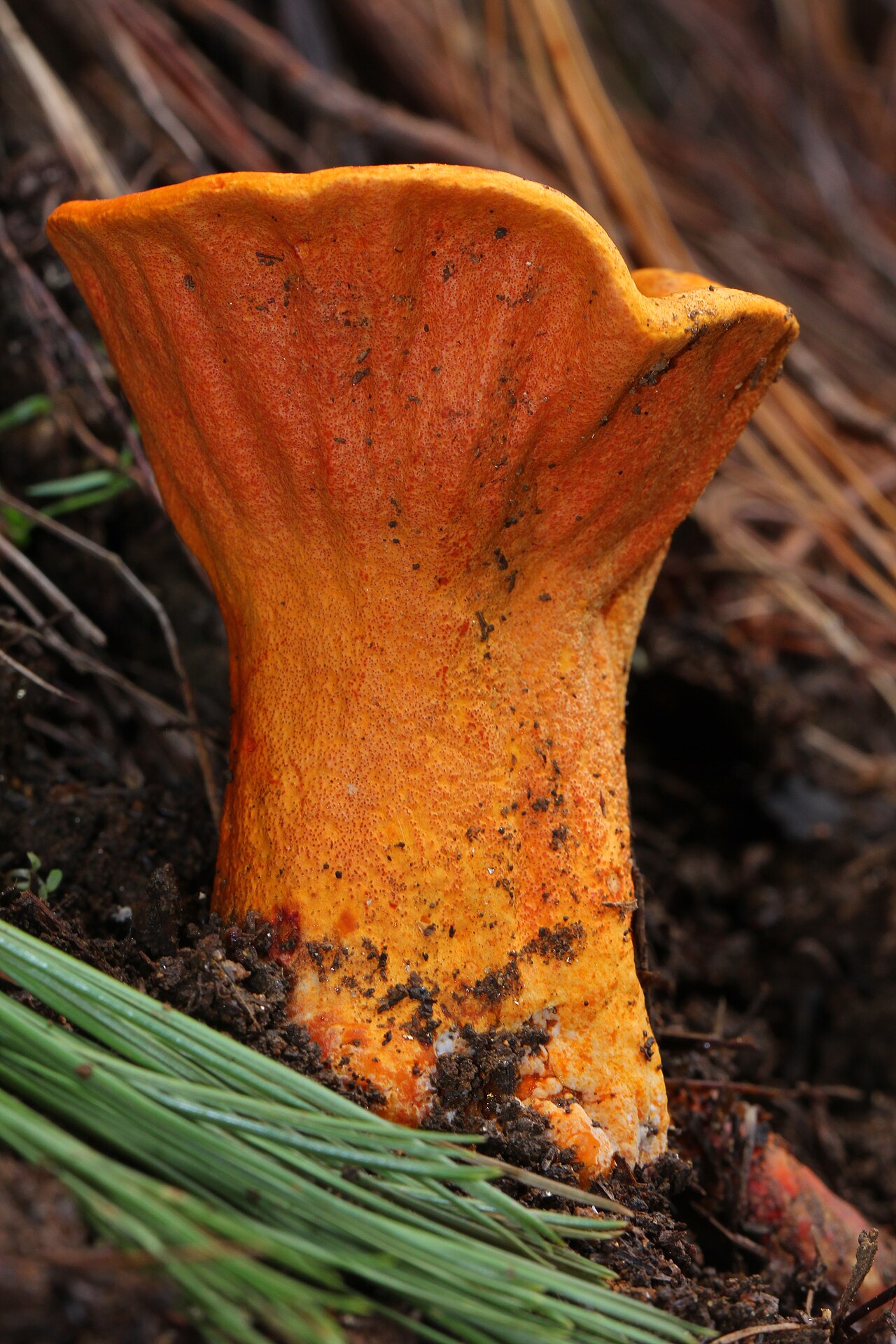 Lobster mushroom (Hypomyces lactifluorum) with bright orange-red exterior coating a transformed Russula host mushroom
