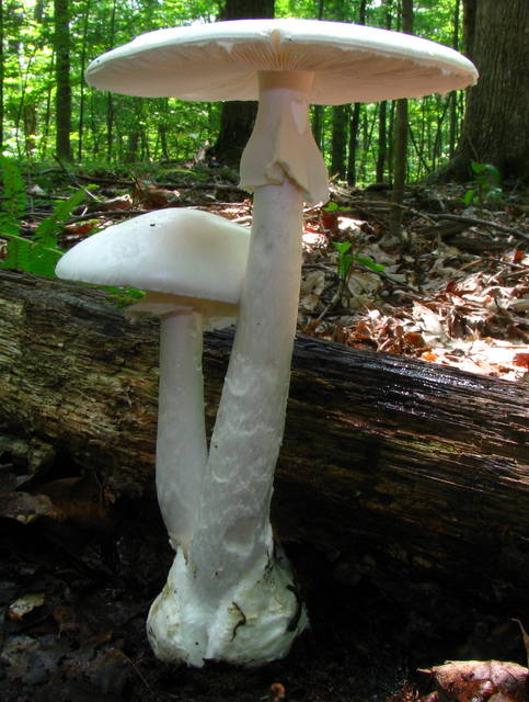 Amanita bisporigera Eastern destroying angel, pure white throughout with a sack-like volva at the stem base — Mushroom Observer (CC-BY)