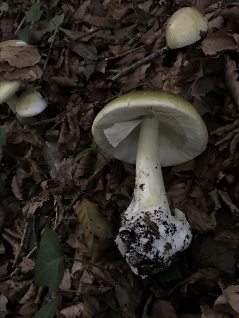 Amanita phalloides death cap mushroom showing its greenish-yellow cap, white gills, and sack-like volva at the base — Mushroom Observer (CC-BY)