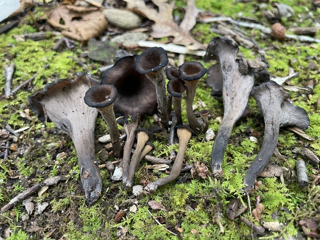 Craterellus fallax Eastern black trumpet mushrooms with dark gray funnel-shaped caps growing among mossy leaf litter — Mushroom Observer (CC-BY)
