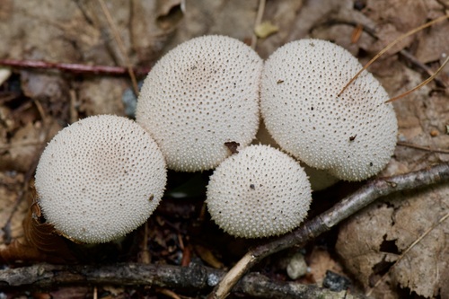 Giant puffball (Calvatia gigantea) large white spherical mushroom growing in a grassy meadow