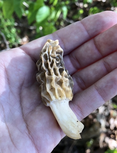 Tulip morel showing the distinctive honeycomb cap pattern used to compare yellow and black morel varieties