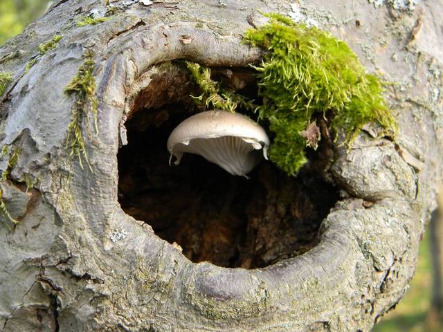 Wild oyster mushrooms (Pleurotus ostreatus) growing in overlapping shelf-like clusters on a dead hardwood log