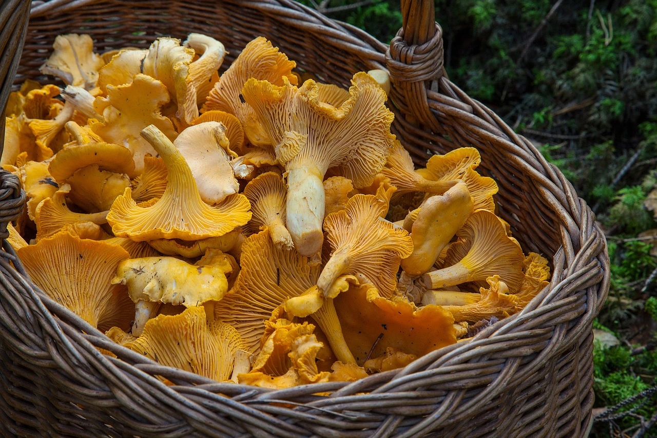 Basket of freshly foraged chanterelles collected from a mature hardwood forest with well-established mycorrhizal networks