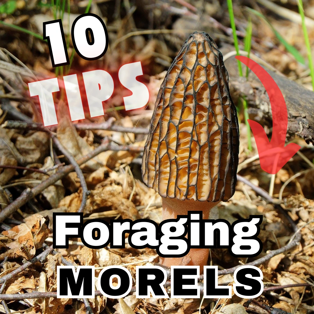 Freshly foraged morel mushrooms collected in a basket ready for preservation by drying or sauteing